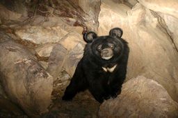 محیط زیست پیگیرِ مرگ خرس سیاه بلوچی در باغ وحش