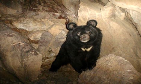 محیط زیست پیگیرِ مرگ خرس سیاه بلوچی در باغ وحش