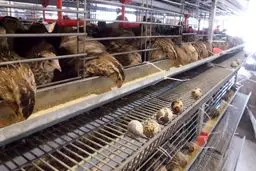 بلدرچین در بازار کمیاب شد / یک کیلو بلدرچین هم‌قیمت ۵ کیلو مرغ!