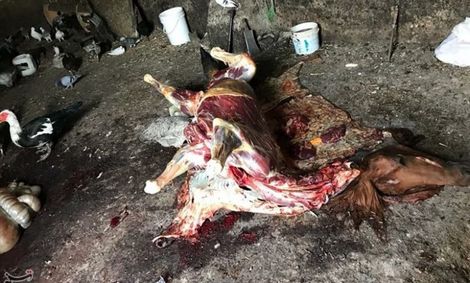 نیم تن گوشت اسب و الاغ غیرمجاز در تهران معدوم‌ شد