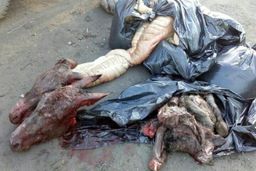 گوشت الاغ و اسب، عاملان دستگیر شدند؟