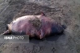 تلفات غیرعادی فوک‌ها در سواحل دریای خزر