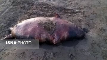 تلفات غیرعادی فوک‌ها در سواحل دریای خزر