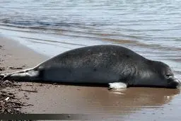 نماد های سلامت دریای خزر در خطر انقراض اند؟!