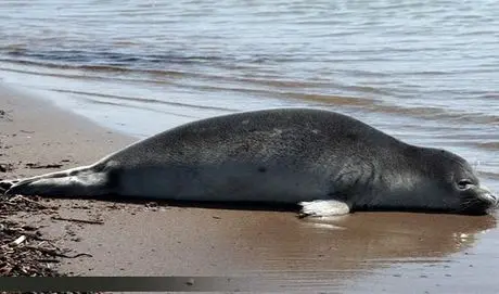 نماد های سلامت دریای خزر در خطر انقراض اند؟!