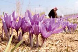 هدف قیمت زعفران؛ هرکیلو ۲۰ میلیون تومان