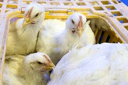 استفاده از تریاک در صنعت مرغداری تکذیب شد