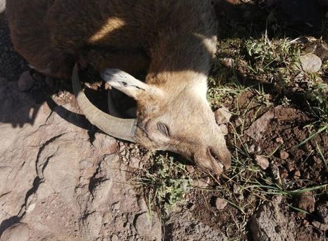 شیوع طاعون در استان البرز تأیید شد