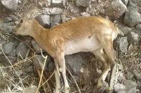 طاعون نشخوارکنندگان برای انسان خطری ندارد