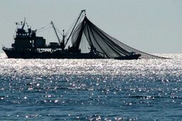 شوک در دریای عمان!