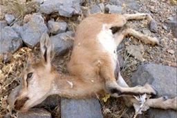 “طاعون” ‌به مازندران رسید/ ۷ راس “کل و بز وحشی”‌ در منطقه دلیر چالوس تلف شدند