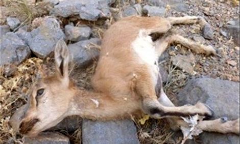 &#8220;طاعون&#8221; ‌به مازندران رسید/ ۷ راس &#8220;کل و بز وحشی&#8221;‌ در منطقه دلیر چالوس تلف شدند
