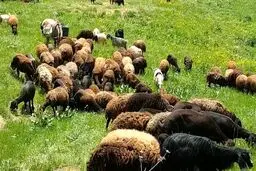 چرایی افزایش قیمت گوشت؟