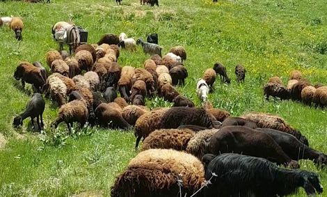 چرایی افزایش قیمت گوشت؟