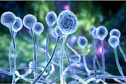 چه کسانی قارچ سیاه می‌گیرند؟