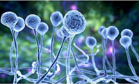 چه کسانی قارچ سیاه می‌گیرند؟