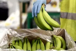 واردات موز سمی از سومالی واقعیت دارد؟
