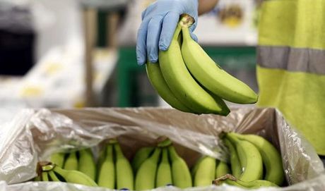 واردات موز سمی از سومالی واقعیت دارد؟