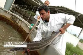 خاویار ایرانی به کیلویی ۱۶ میلیون تومان رسید