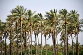 صادرات به خاطر کم آبی یا برای گسترش فضای سبز همسایه؟