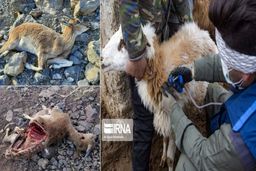 طاعون نشخوارکنندگان ۳۳۰ راس تلفات داشت