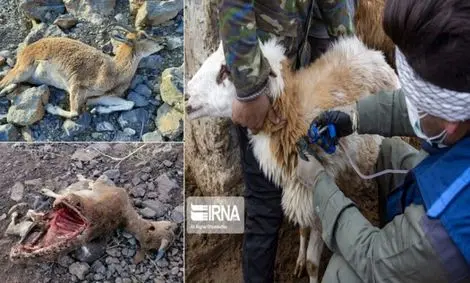 طاعون نشخوارکنندگان ۳۳۰ راس تلفات داشت