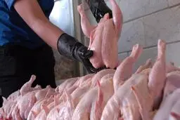 کاهش قیمت مرغ و تخم مرغ در ماه آتی