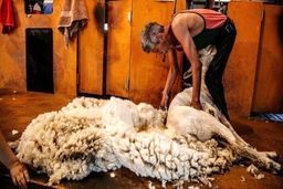 پشم به جای پول!