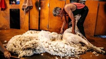 پشم به جای پول!