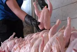 ثبات قیمت مرغ و تخم‌مرغ