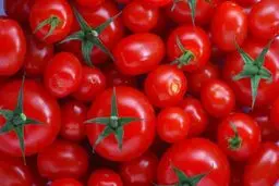 گوجه گران شد یا ارزان؟