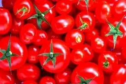 گوجه گران شد یا ارزان؟
