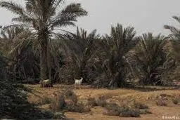 نخل‌های جنجالی از قطر به ایران برگشت خوردند!