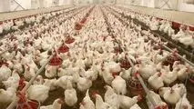 کشف سویه جدید آنفلوآنزای فوق خطرناک در یک مرغداری