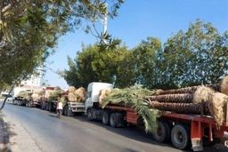 نخل ایرانی را چند به قطر فروختند؟