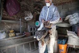 مشاهده ۲ مورد آنفلوانزای فوق حاد پرندگان در مازندران