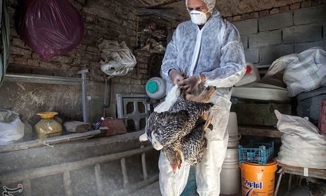مشاهده ۲ مورد آنفلوانزای فوق حاد پرندگان در مازندران