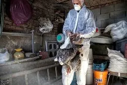 مشاهده ۲ مورد آنفلوانزای فوق حاد پرندگان در مازندران