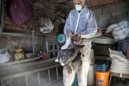 مشاهده ۲ مورد آنفلوانزای فوق حاد پرندگان در مازندران