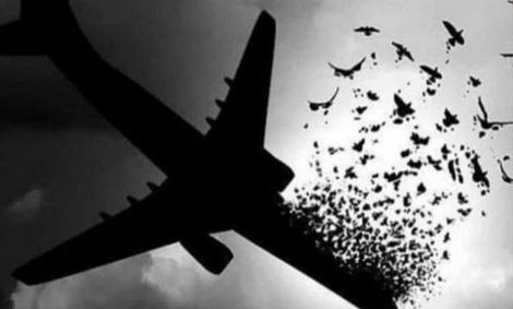 آخرین وضعیت پرونده شاکیان هواپیما اوکراینی