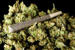 آیا گل یا ماری جوانا بی خطر است؟