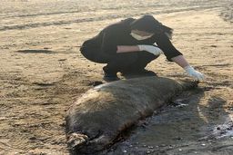 رزمایش جمهوری آذربایجان باعث تلفات فوک‌های خزر شد