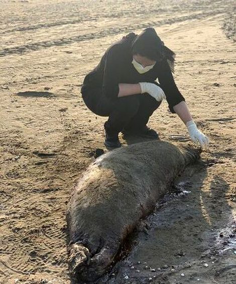 رزمایش جمهوری آذربایجان باعث تلفات فوک‌های خزر شد