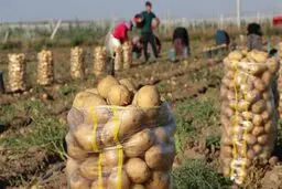 محصولات کشاورزی آلوده واقعیت است یا بزرگ‌نمایی شده؟
