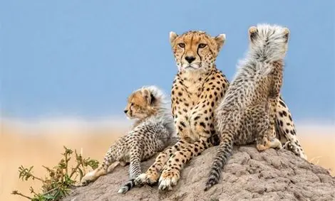 فقط ۱۲ قلاده یوزپلنگ در ایران باقی مانده است!