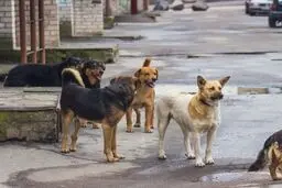 غذا دادن به حیوانات در طبیعت، آری یا نه؟!