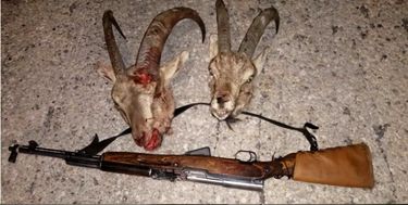 دستگیری شکارچیان ۲ کل وحشی در پارک ملی دنا