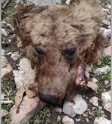 برخورد وحشیانه‌ی انسان با محیط زیست/شکار و آتش زدن خرس قهوه‌ای ماده