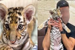 دستی کردن حیوانات وحشی در باغ وحش