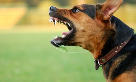 فوت دونفر در تهران بر اثر هاری